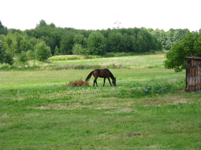 drugi kuń